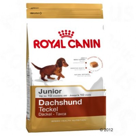 197194_royalcanin_dachsjuni_8
